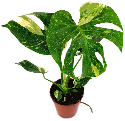 Монстера Тайское Созвездие